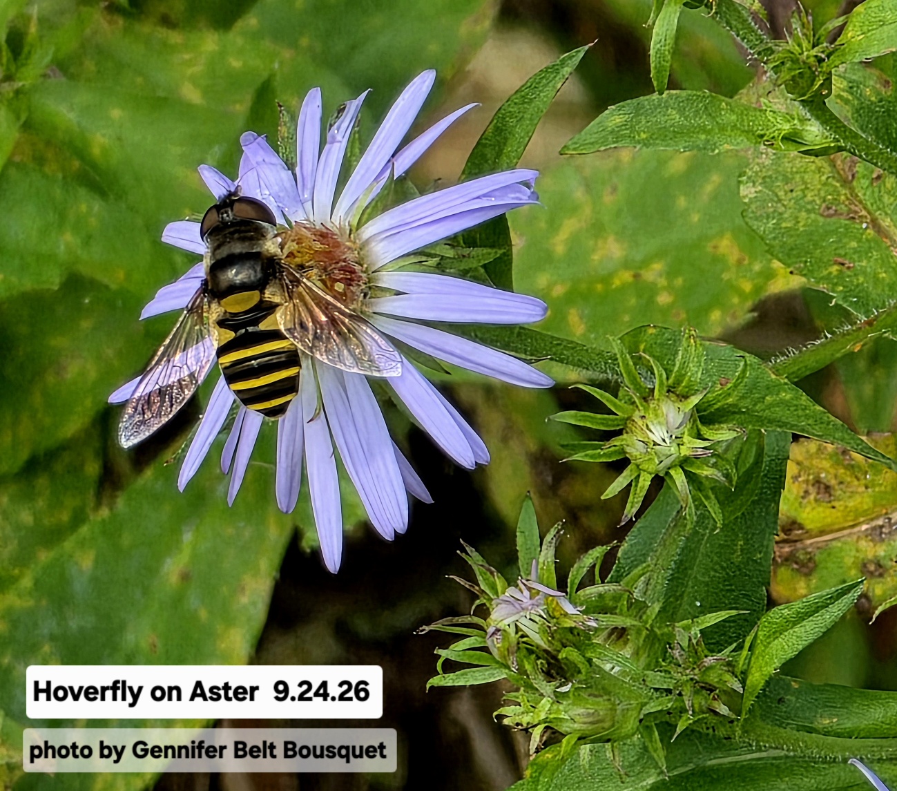 Close-up of a hoverfly lighting on a purple Aster blossom with leaves in the background. Photo credit: Gennifer Belt Bousquet.